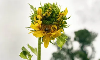 植原体:残害植物的黑手3