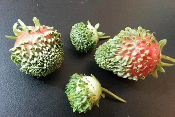 植原体:残害植物的黑手4