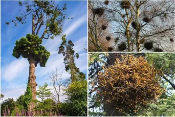 植原体:残害植物的黑手5