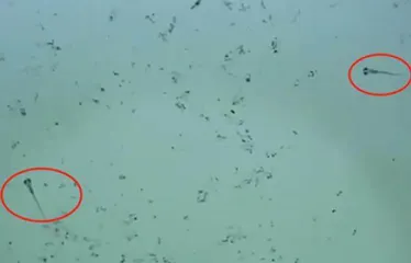 阳台“孤水”长出鱼苗