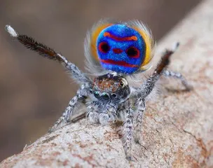 孔雀蜘蛛的梦幻之舞2
