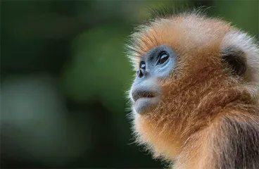 川金丝猴的小社会2