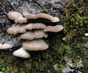 降雨会激发森林蘑菇之间的“交谈”2