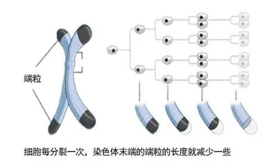 长生不老与海拉细胞3