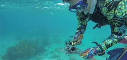 海胆大规模死亡之谜 