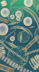 硅藻——海里的“生物宝石”