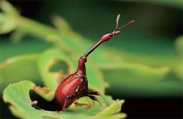 昆虫世界的好妈妈:卷叶象甲3