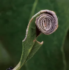 昆虫世界的好妈妈:卷叶象甲4