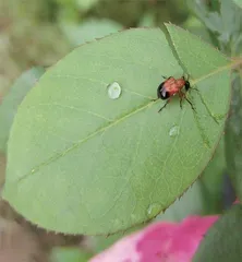 昆虫世界的好妈妈:卷叶象甲5