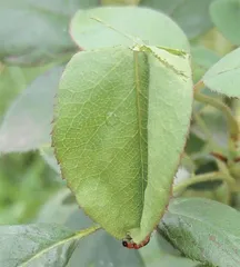 昆虫世界的好妈妈:卷叶象甲7