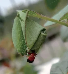 昆虫世界的好妈妈:卷叶象甲8