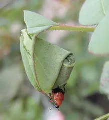昆虫世界的好妈妈:卷叶象甲9