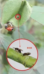 昆虫世界的好妈妈:卷叶象甲11