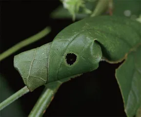 昆虫世界的好妈妈:卷叶象甲12