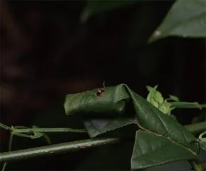 昆虫世界的好妈妈:卷叶象甲13