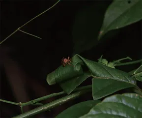昆虫世界的好妈妈:卷叶象甲14
