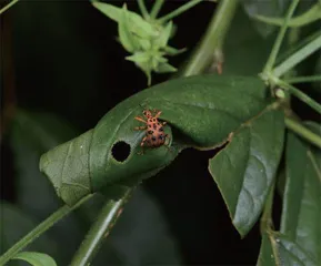 昆虫世界的好妈妈:卷叶象甲15