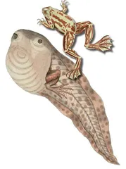不合理蛙