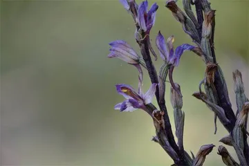寄生兰花的小日子1
