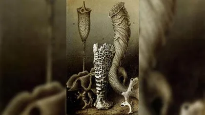 不死的水螅8
