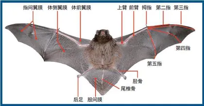 居住在竹筒里的黑夜精灵:扁颅蝠1