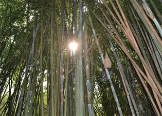 居住在竹筒里的黑夜精灵:扁颅蝠4