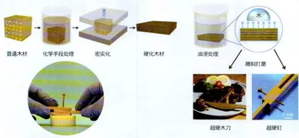 四足鲸鱼化石10