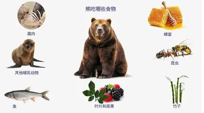 熊粪里的秘密2
