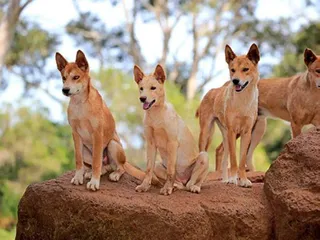 澳洲野犬是狼还是犬？