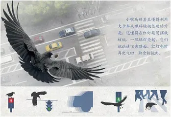 为什么有些鸟更聪明?1