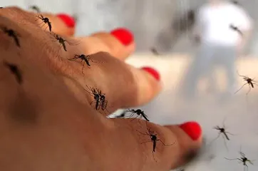 为什么蚊子爱叮某些人?1