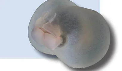 长得像屁股的猪腚虫