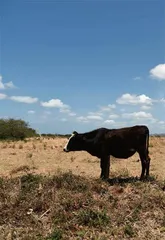 万吨果渣挽救生态