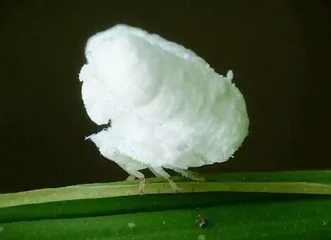 报春花属植物的“发家史”