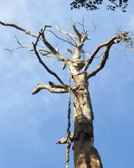 哪些树种更耐雷击