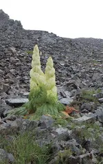 “高山巨人”——塔黄3