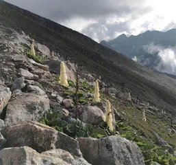 “高山巨人”——塔黄8