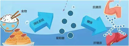 储能:淀粉还是脂肪4