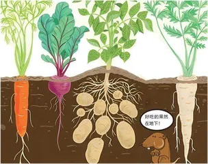 储能:淀粉还是脂肪6