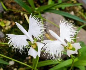 报春花属植物的“发家史”6
