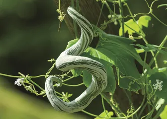植物之中“蛇”出没（上）3