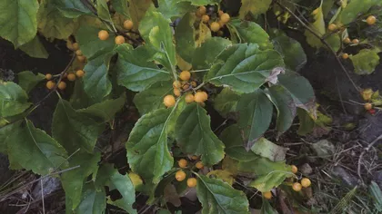 植物之中“蛇”出没（上）5
