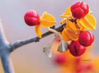 植物之中“蛇”出没（上）6
