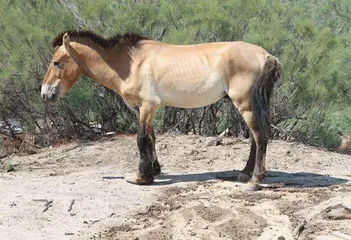 三个泉野马传奇4
