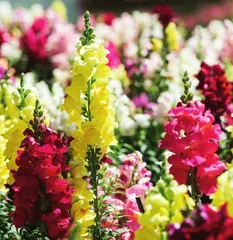 龙年观赏“龙”植物（上）