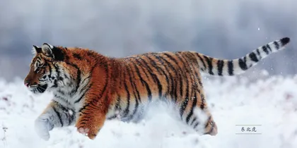 山林之王与笼中困兽——老虎旅行记1