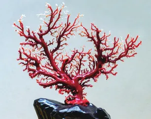 琼枝生碧海,秀色满彤墀0