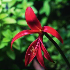 龙年观赏“龙”植物(上)2