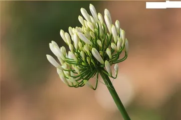 龙年观赏“龙”植物(上)3