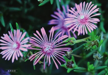龙年观赏“龙”植物(上)4